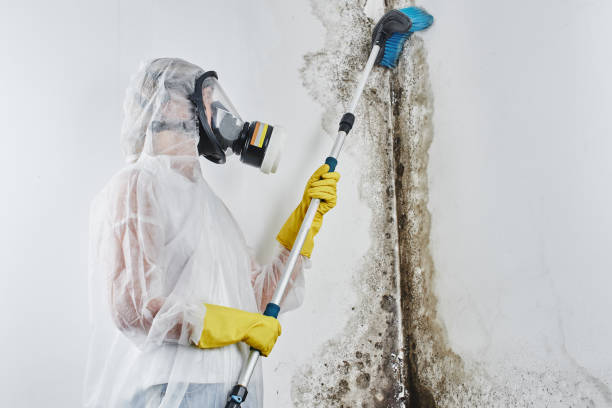 Best Local Mold Removal Service  in Edwardsburg, MI