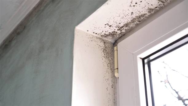 Best Black Mold Removal  in Edwardsburg, MI