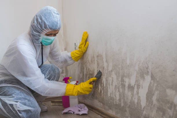Best Mold Removal Company Near Me  in Edwardsburg, MI
