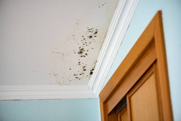 Trusted Edwardsburg, MI Mold Removal Experts