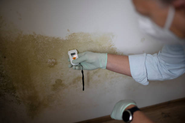 Best Commercial Mold Removal  in Edwardsburg, MI