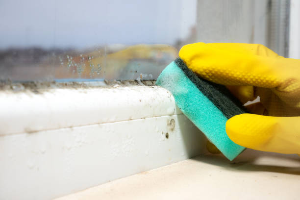 Best Residential Mold Removal  in Edwardsburg, MI