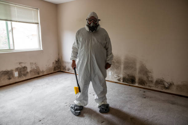 Best Affordable Mold Removal  in Edwardsburg, MI