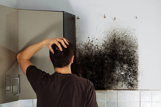 Best Professional Mold Removal  in Edwardsburg, MI