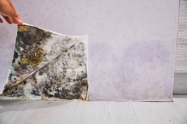 Best Toxic Mold Removal  in Edwardsburg, MI